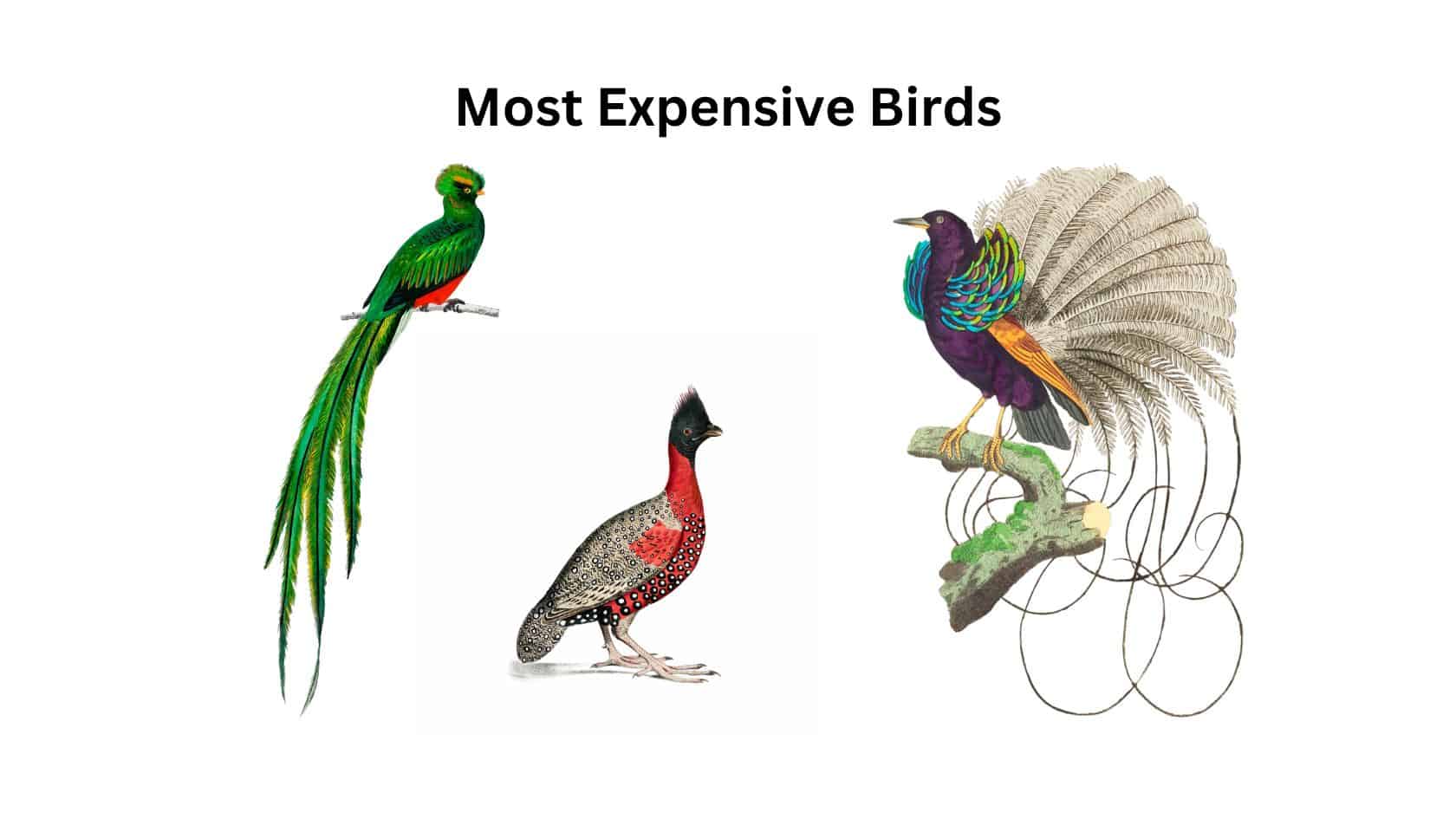 Top 10 Most Expensive Birds In The World